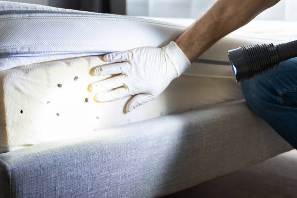 Best Ant Control Services  in Bonita Springs, FL