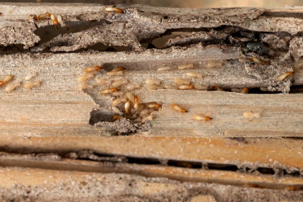 Best Affordable Pest Control Services  in Bonita Springs, FL